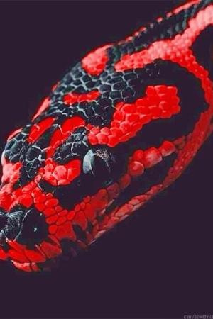 Red And Black Python Paint By Numbers.jpeg