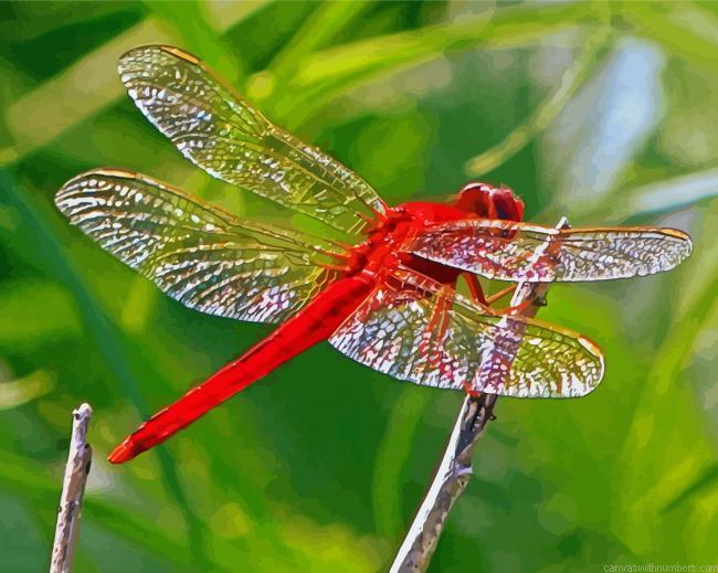 Red Insect Red Dragonfly Paint By Numbers