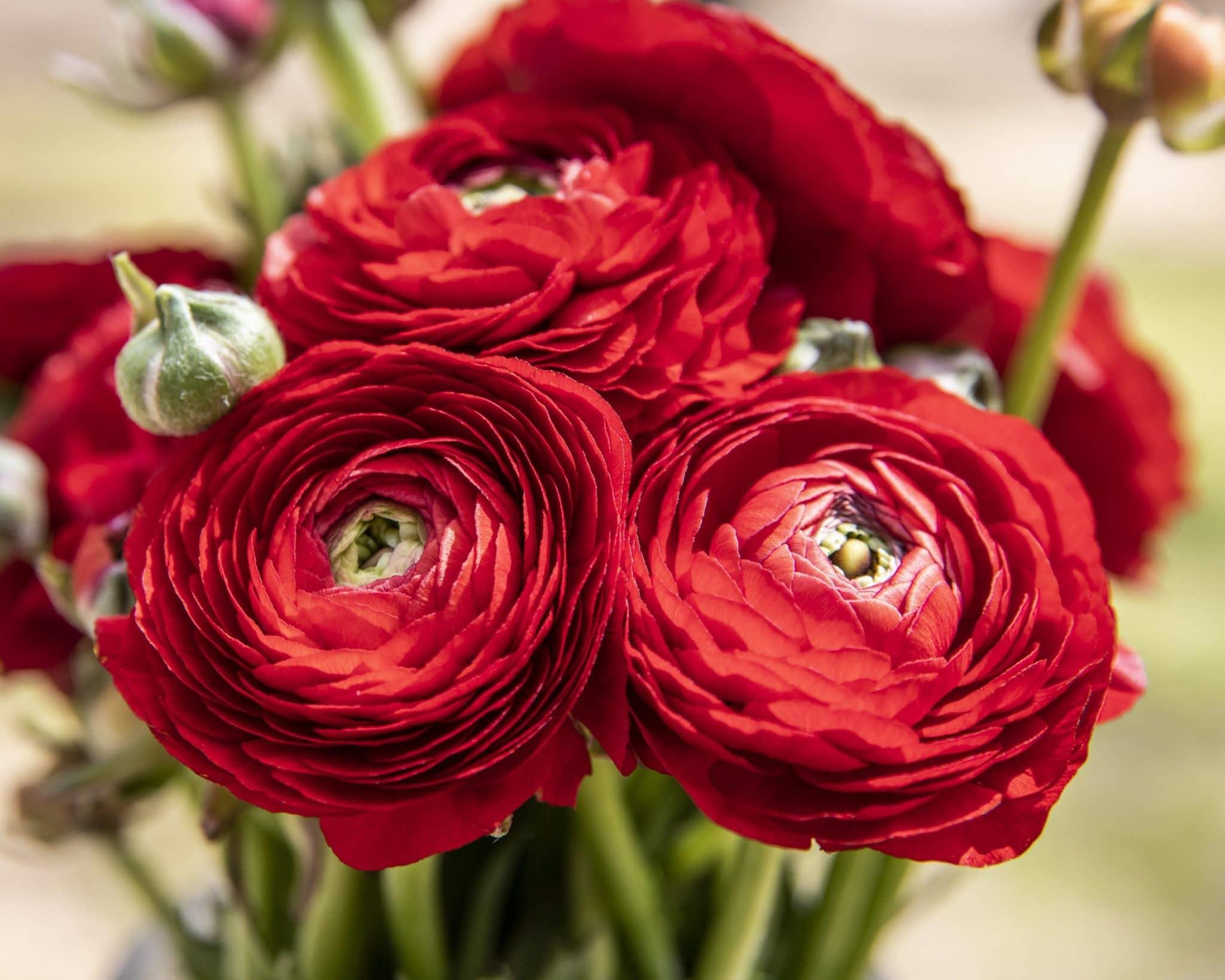 Red Roses Paint By Numbers.jpeg