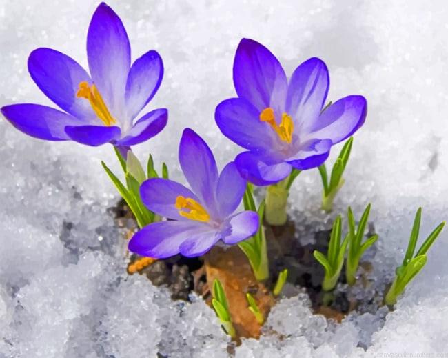 Spring In The Snow Paint By Numbers.jpeg