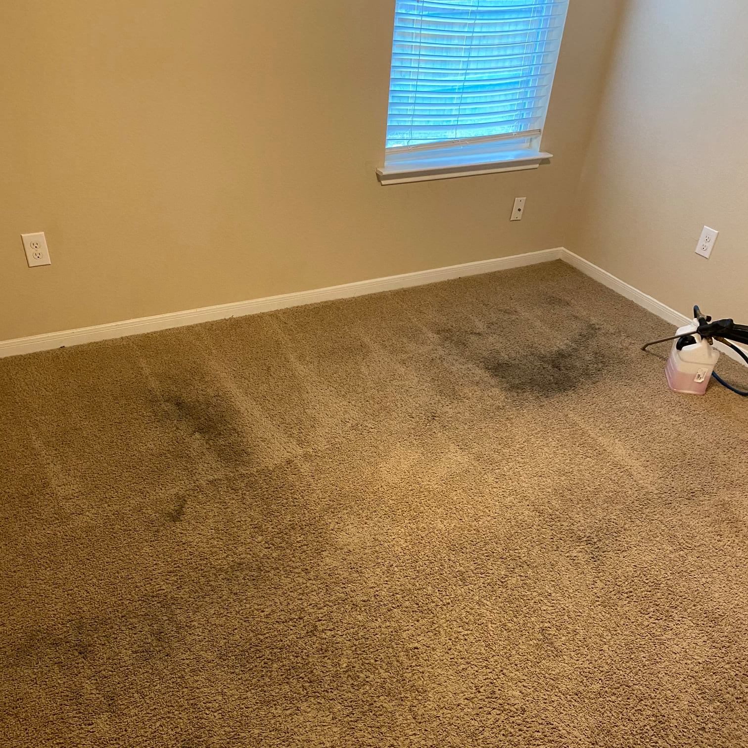 Stained carpet before steam extraction by Cap City Solutions