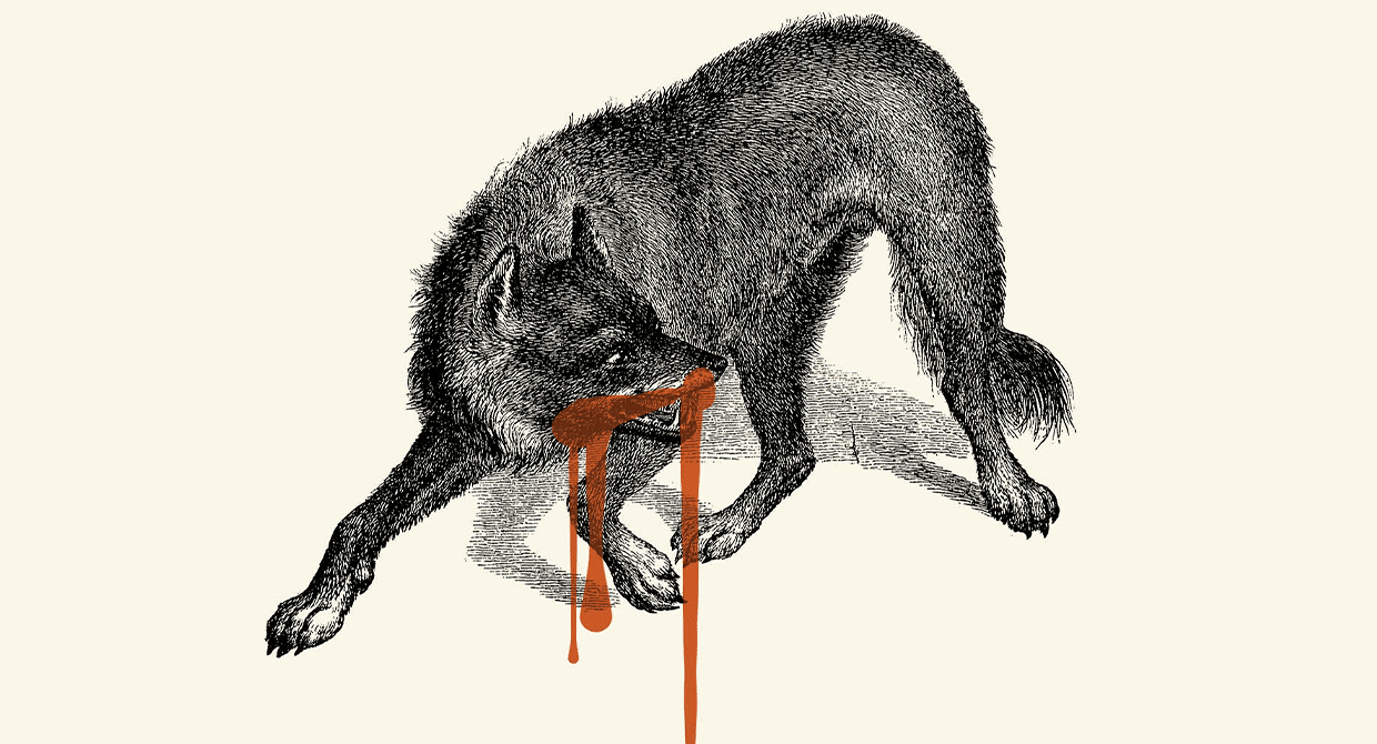 Blacktail