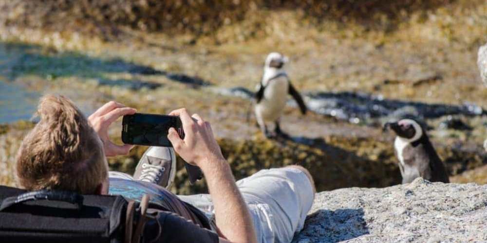 A traveler lying on a rock at a distance to take a photograph of an African Penguin on the shoreline of Boulders Beach.