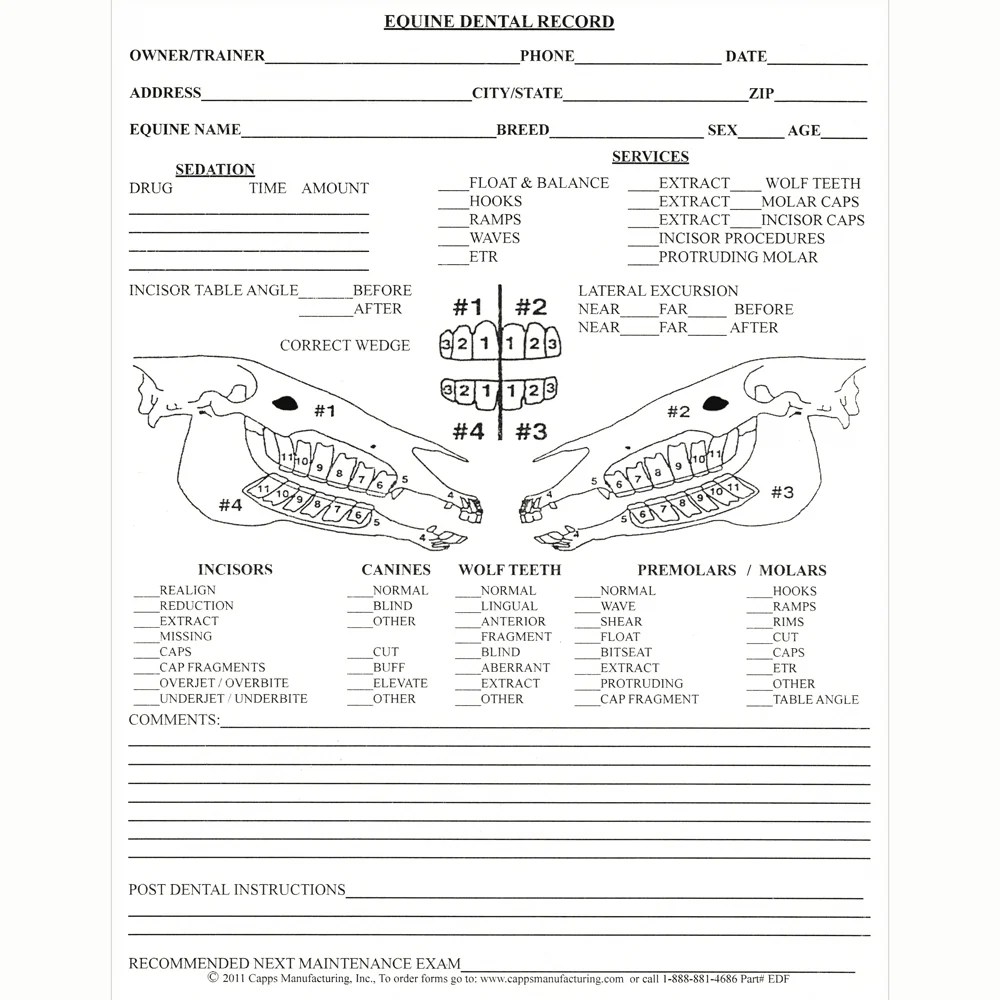 Equine Dental Chart