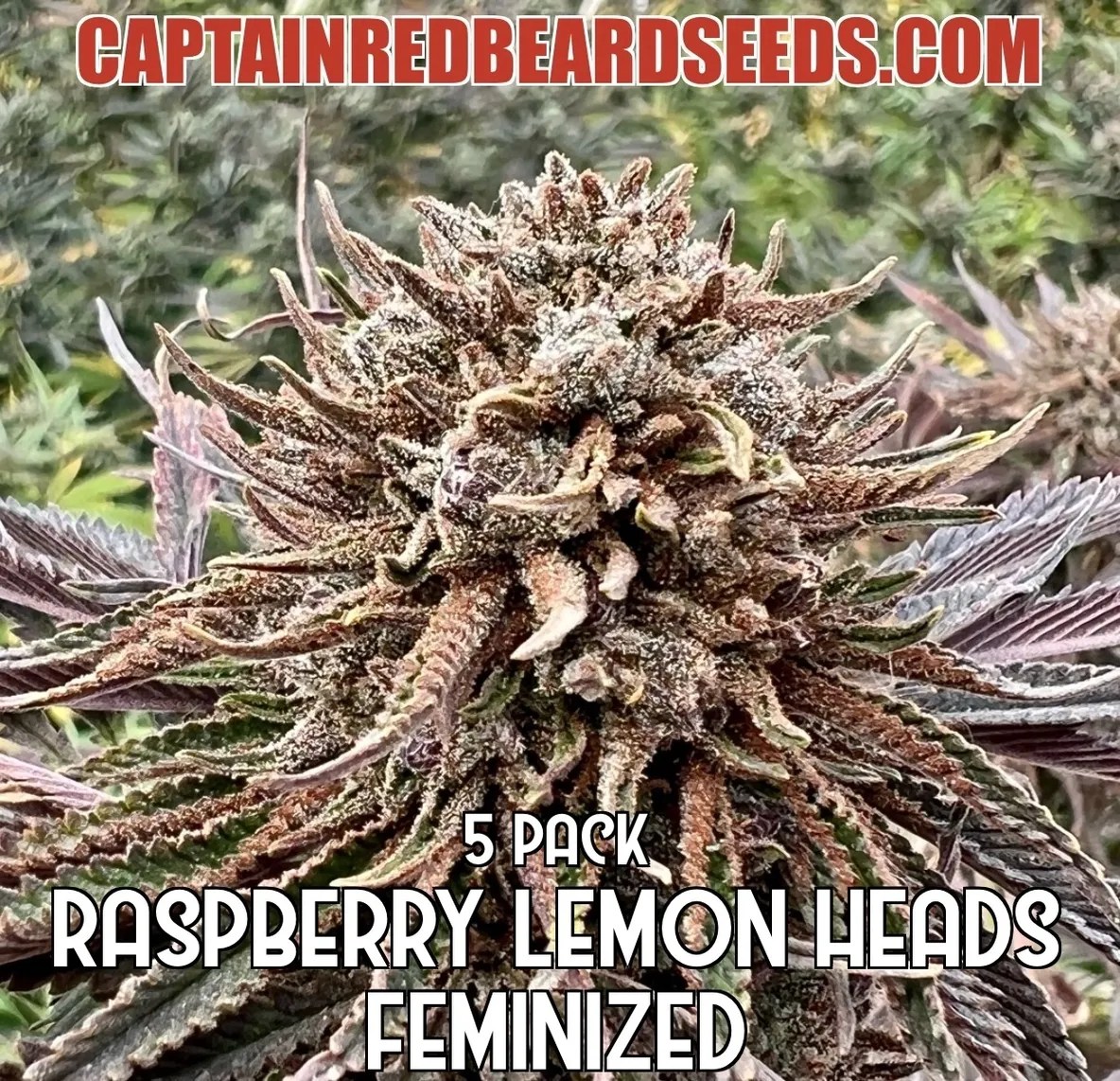 Rbtd - Captain Red Beard Seeds
