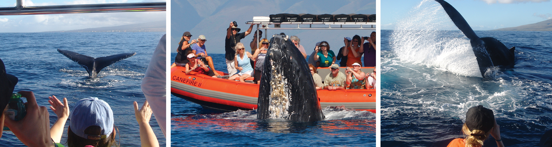 Nov 17, 2021 · usually a whale watching tour takes anywhere between 2.5 to 3 hours in order to navigate the ocean in search of different whale species. Up Close 2 Hour Whale Watching Tours 808 667 5565