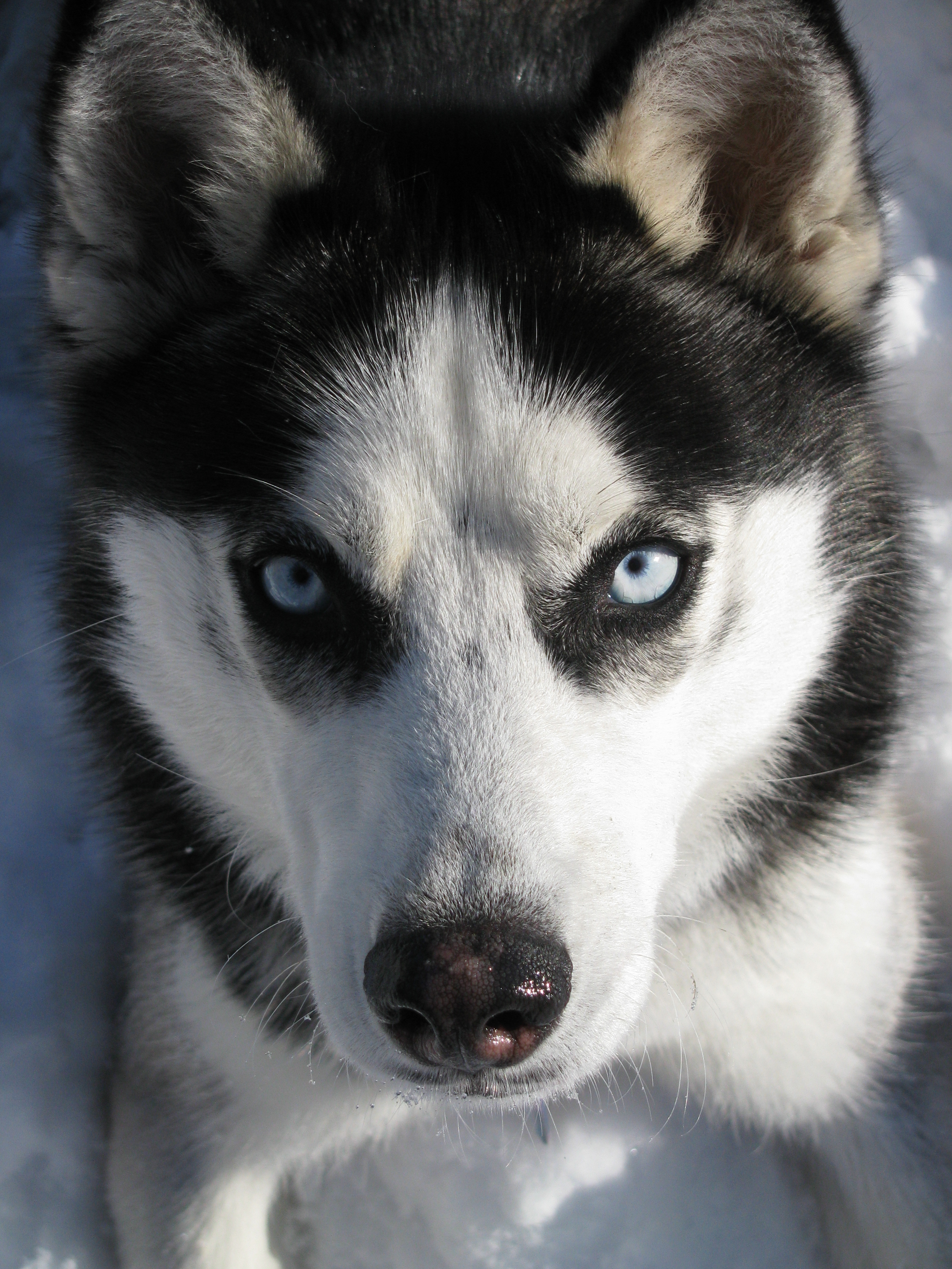 Bella Snow (2)