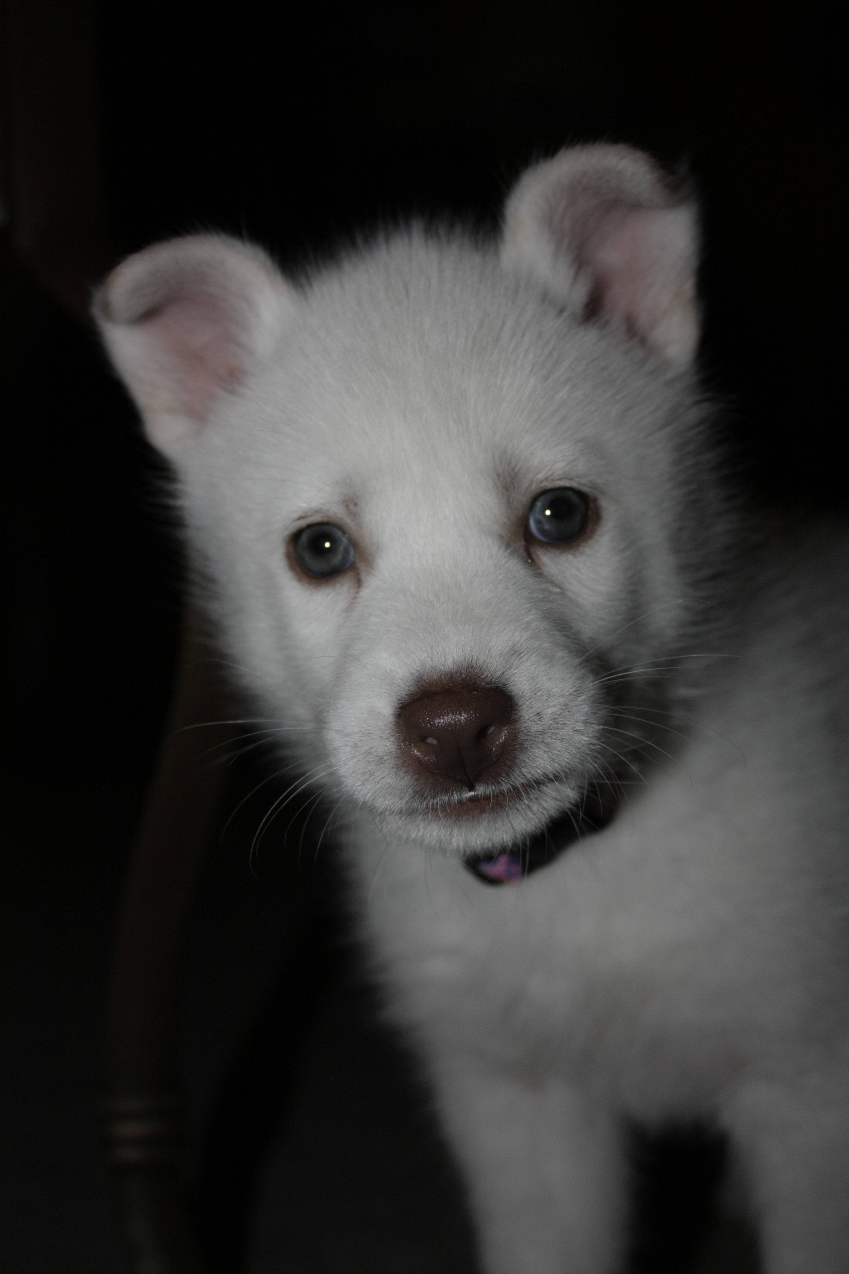 Rane puppy