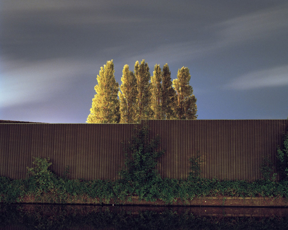 Sander Meisner - Six Trees