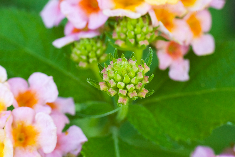 Lantana Bud Canvas Print
