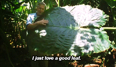 goodleaf