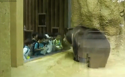 bouncing_bear