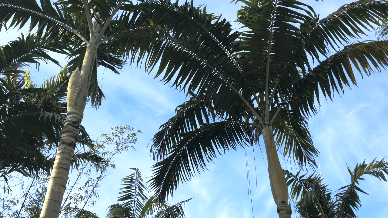 Captiva Island Palm Trees