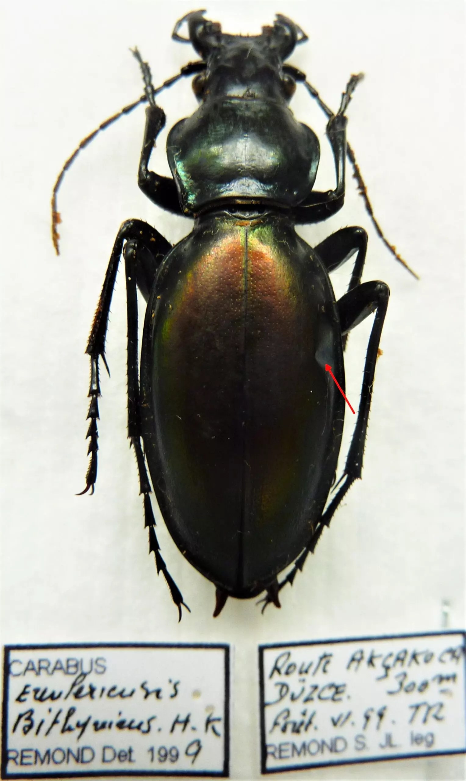 Carabus lamprostus erenleriensis bithynicus (female A2) from TURKEY