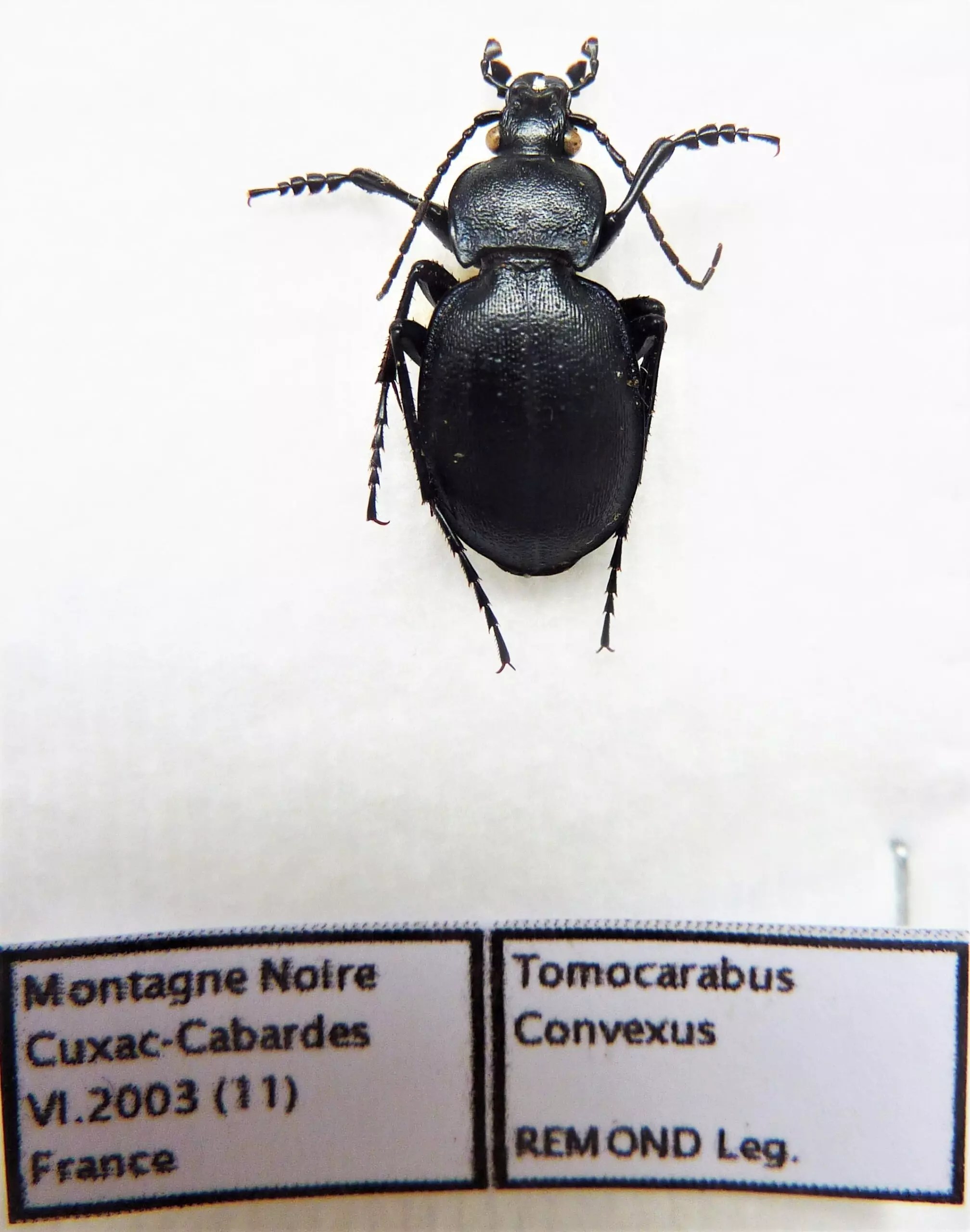Carabus tomocarabus convexus (male A1) from FRANCE