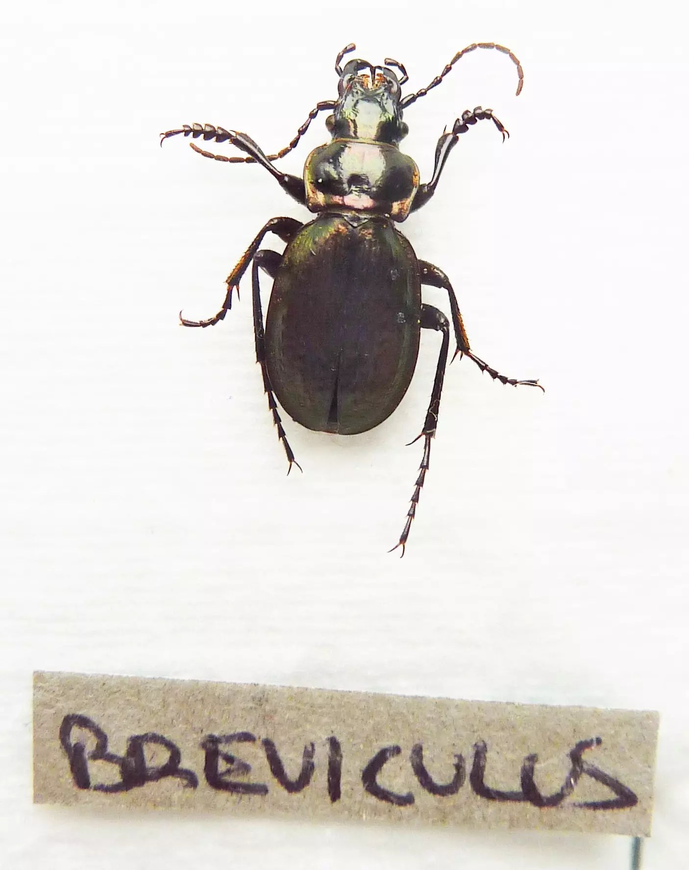 Carabus rhigocarabus morawitzianus breviculus (male A1) from CHINA