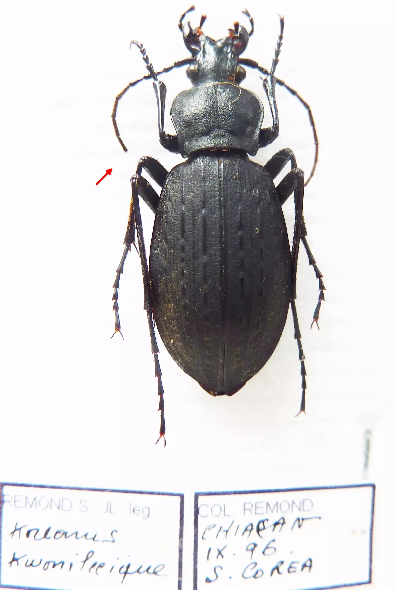 Carabus leptocarabus koreanus kwonileeique (female A2) from SOUTH KOREA