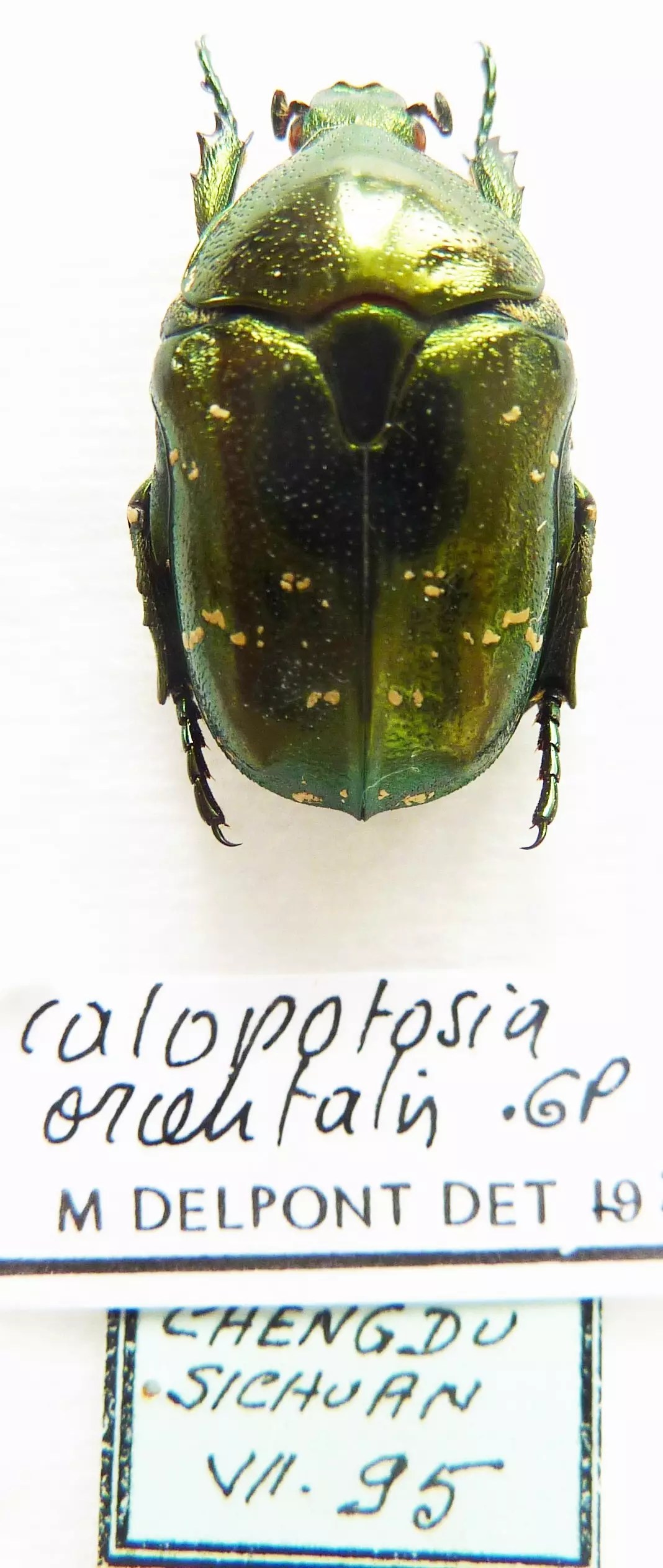 Calopotosia orientalis (1 ex A1) from CHINA