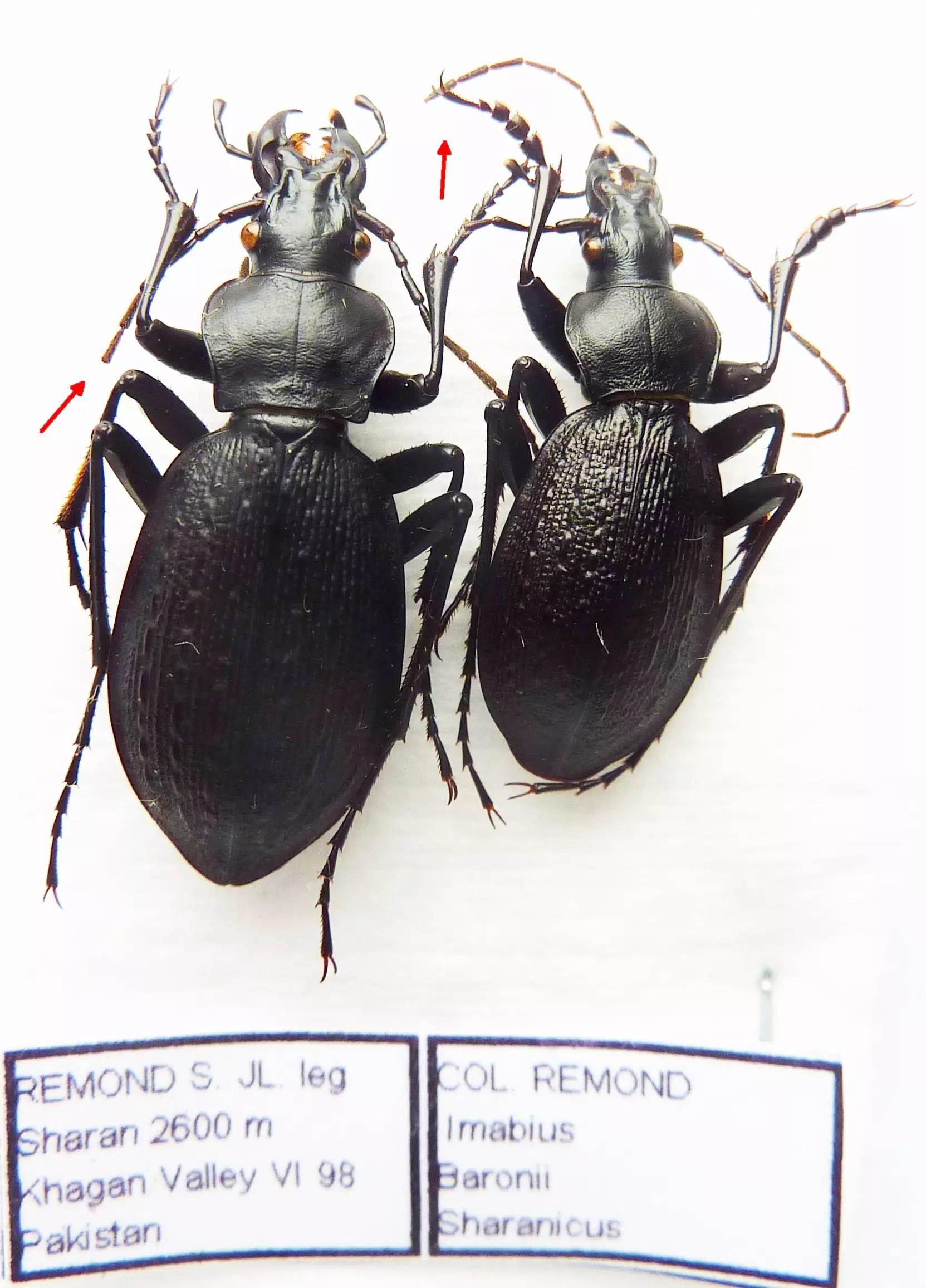Carabus imabius baronii sharanicus (pair A2) from PAKISTAN
