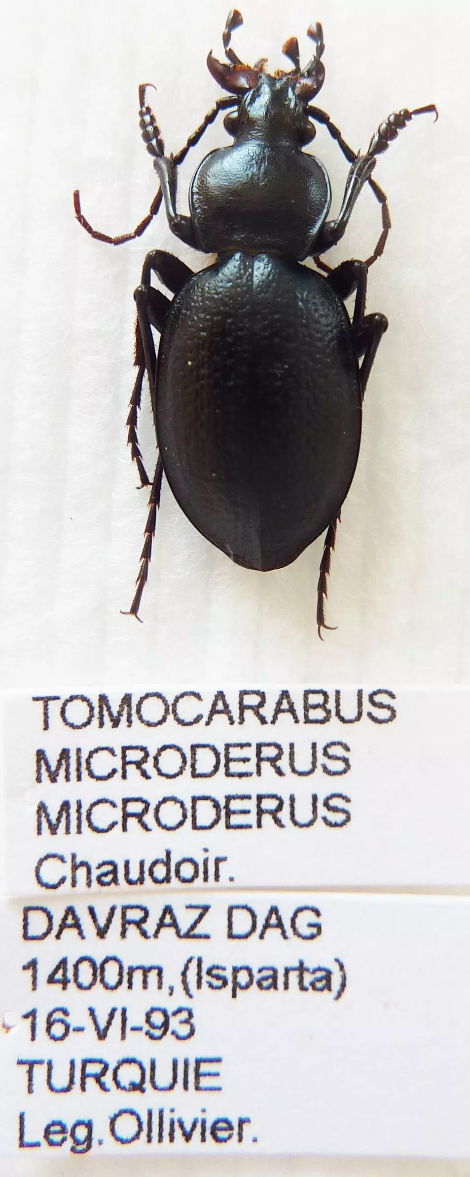 Carabus tomocarabus scabripennis microderus (male A1) from TURKEY