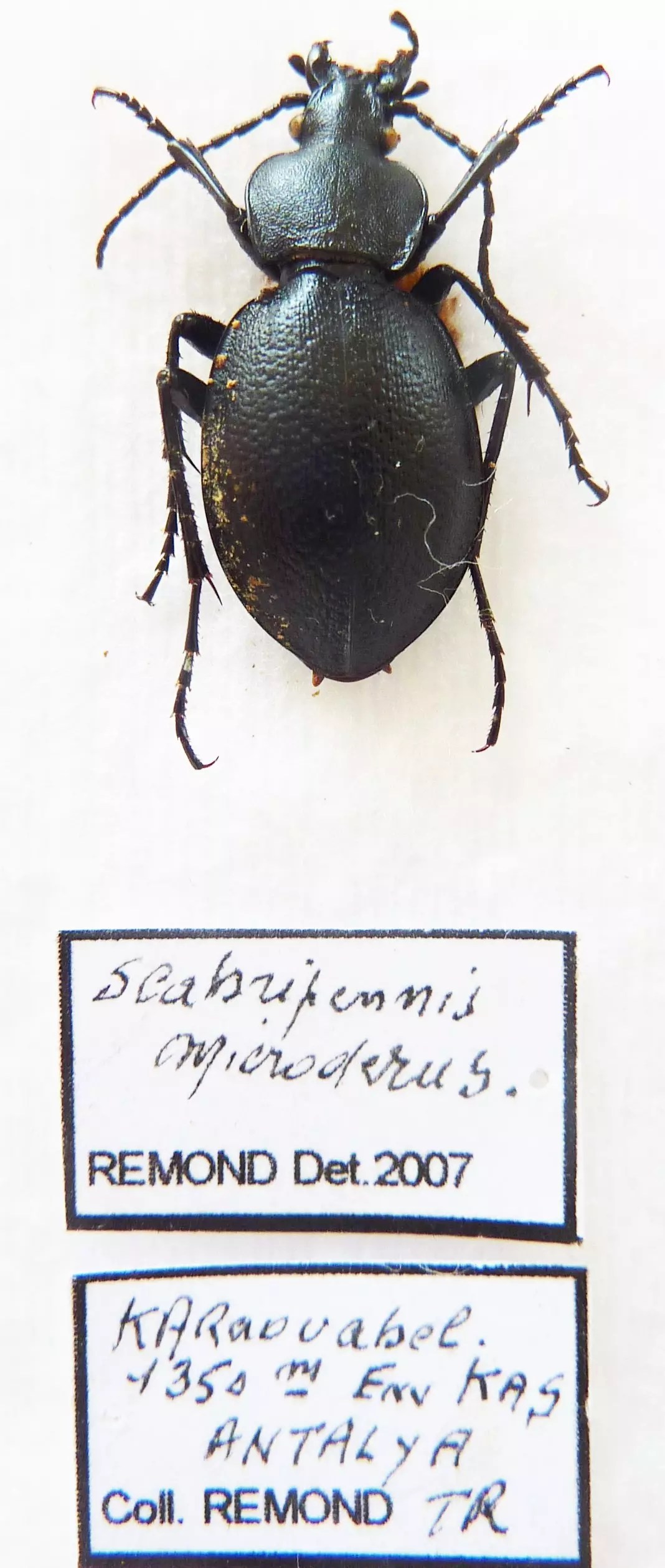 Carabus tomocarabus scabripennis microderus (female A1) from TURKEY