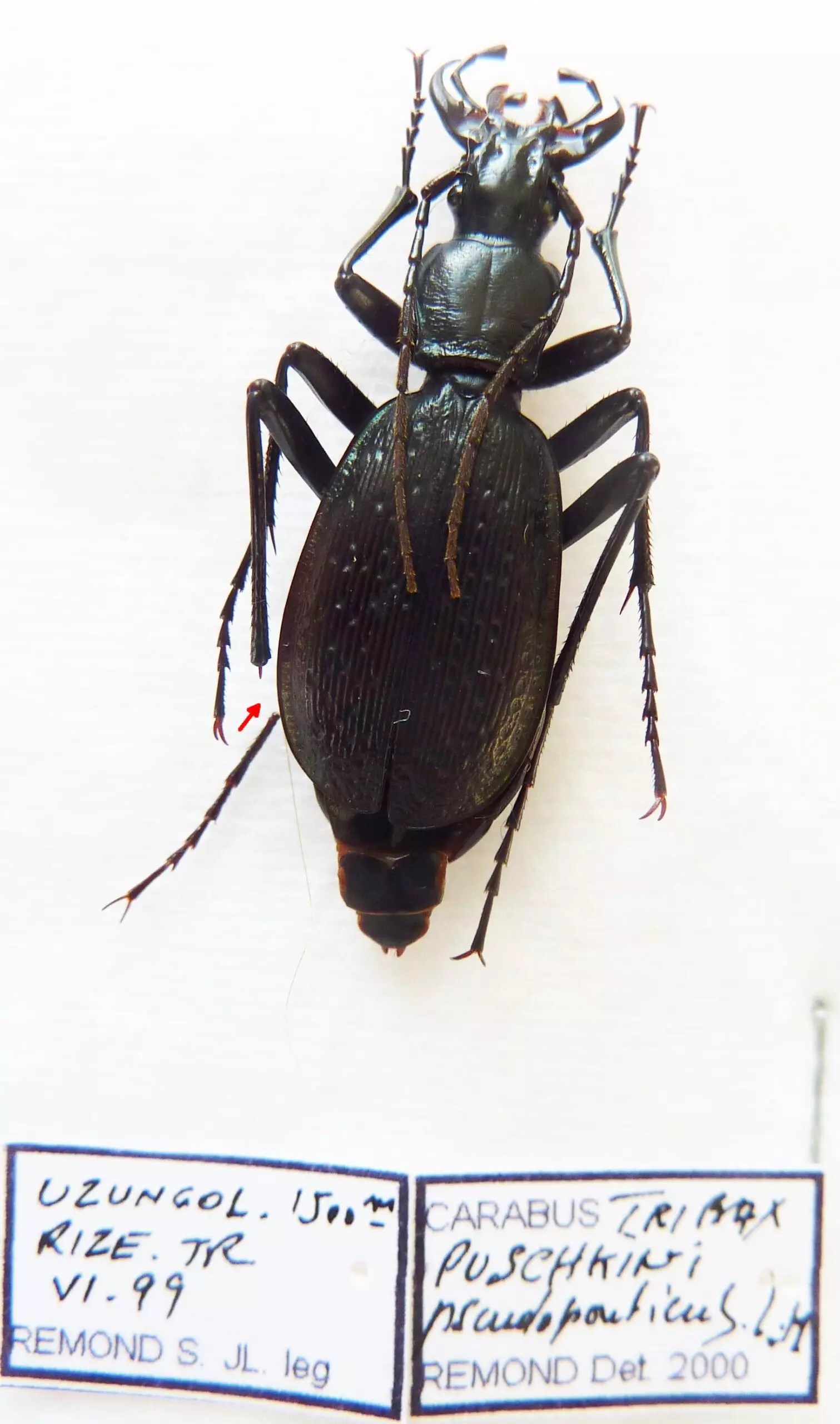 Carabus tribax puschkini pseudoponticus (female A2) from TURKEY