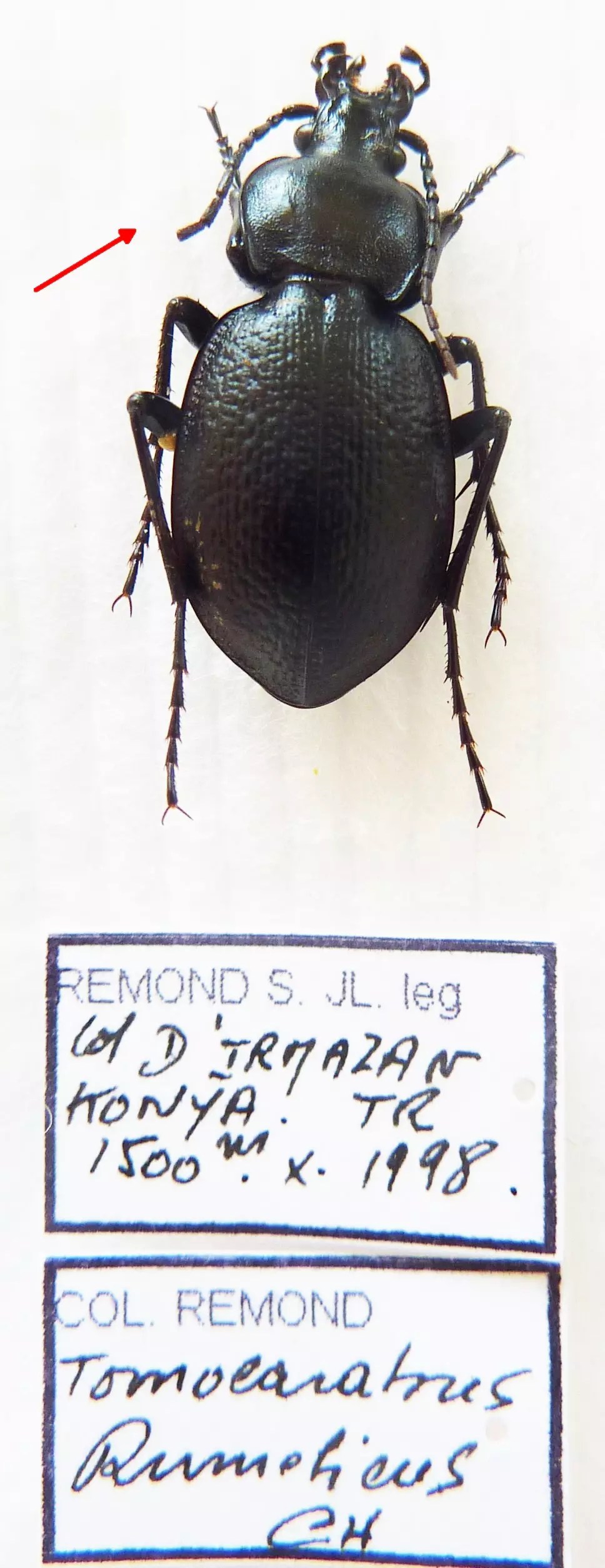 Carabus tomocarabus rumelicus (female A2) from TURKEY