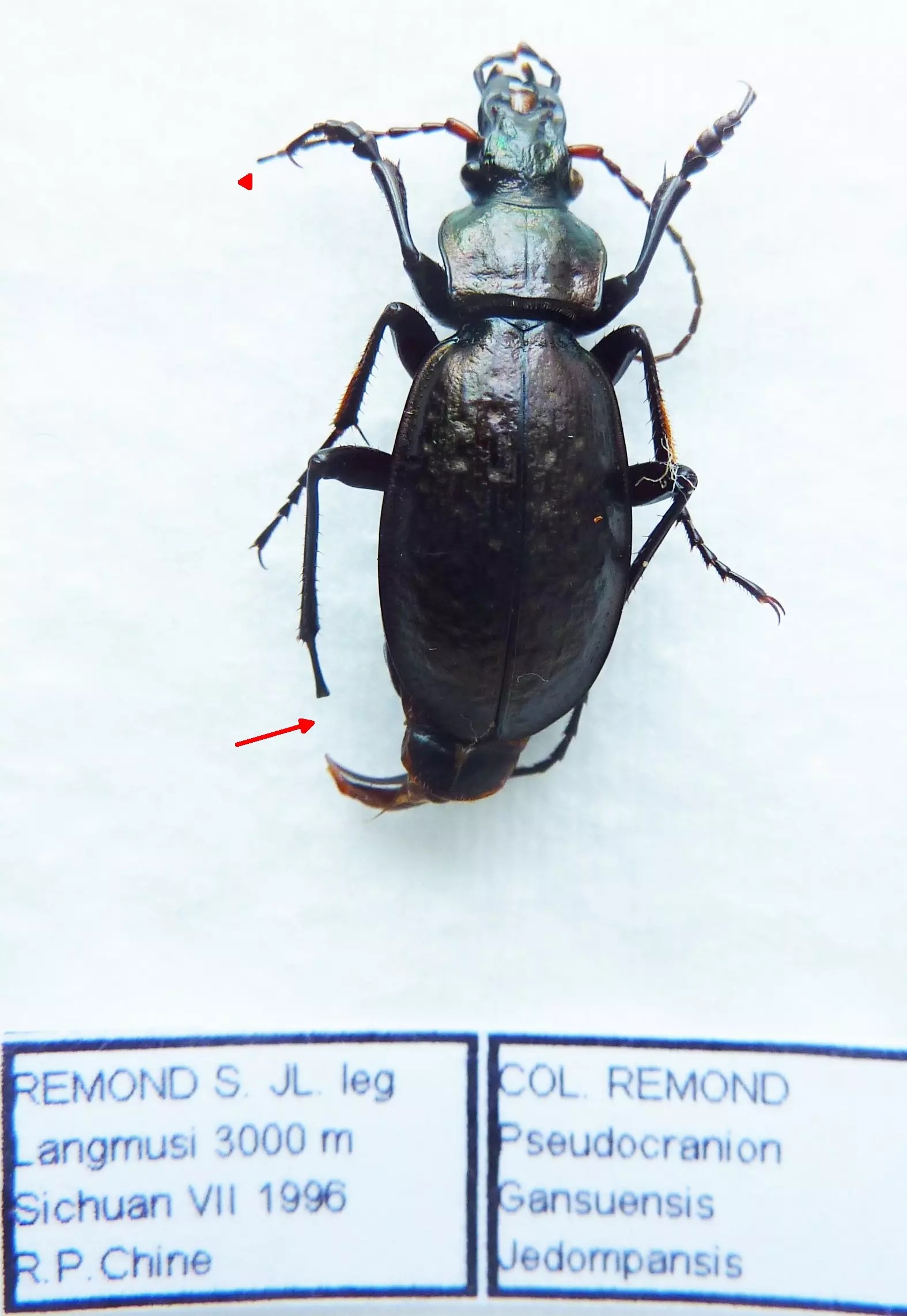 Carabus pseudocranion gansuensis jedompensis (male A2) from CHINA
