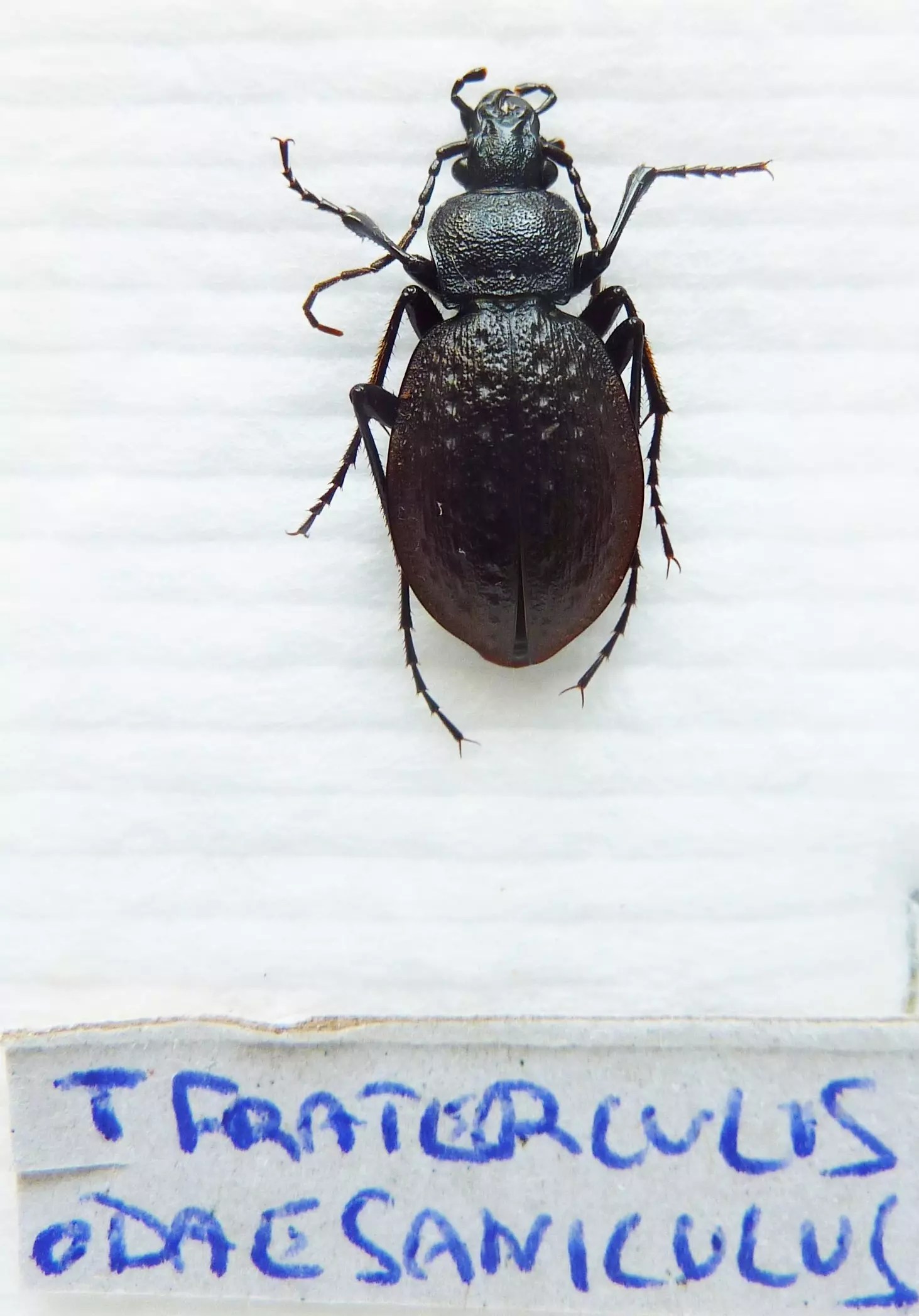 Carabus tomocarabus fraterculus odaesanicus (female A1) from SOUTH KOREA