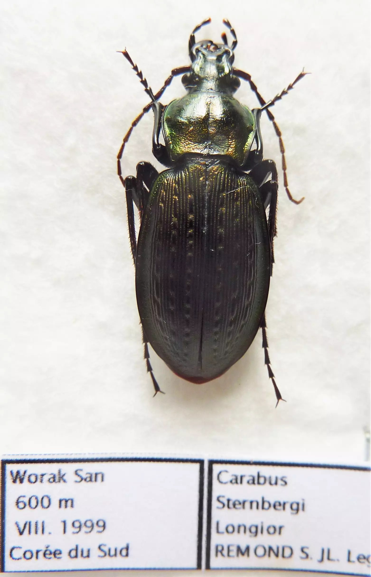 Carabus carabus sternbergi longior (female A1) from SOUTH KOREA