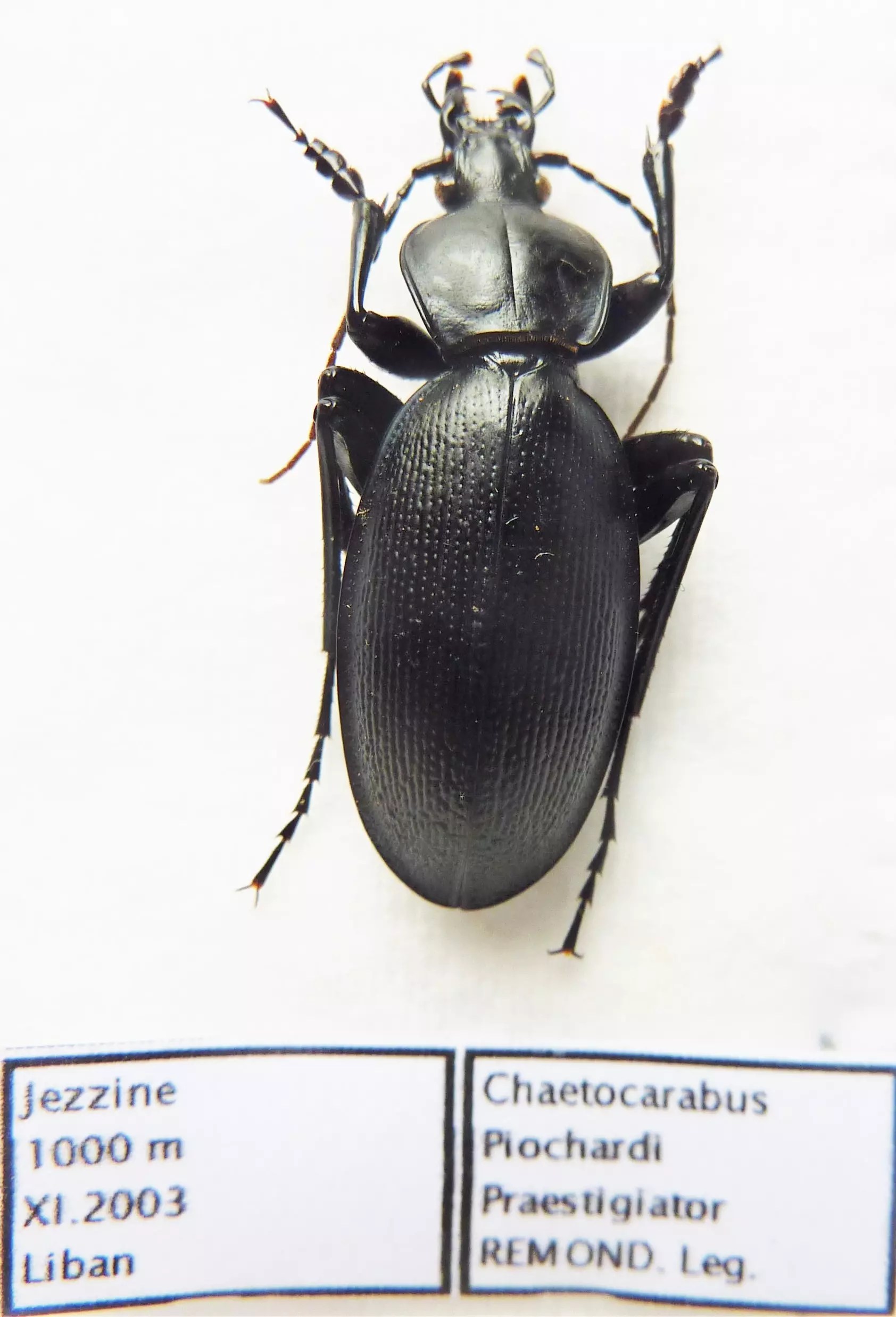 Carabus chaetomelas piochardi praestigiator (male A1) from LEBANON