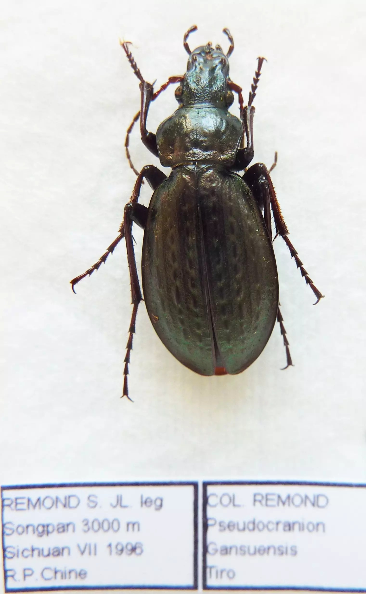 Carabus pseudocranion gansuensis tiro (female A1) from CHINA