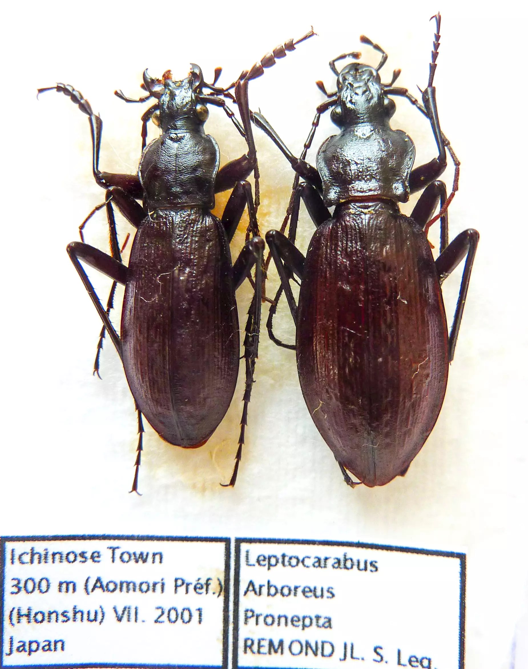 Carabus leptocarabus arboreus pronepta (pair A1) from JAPAN
