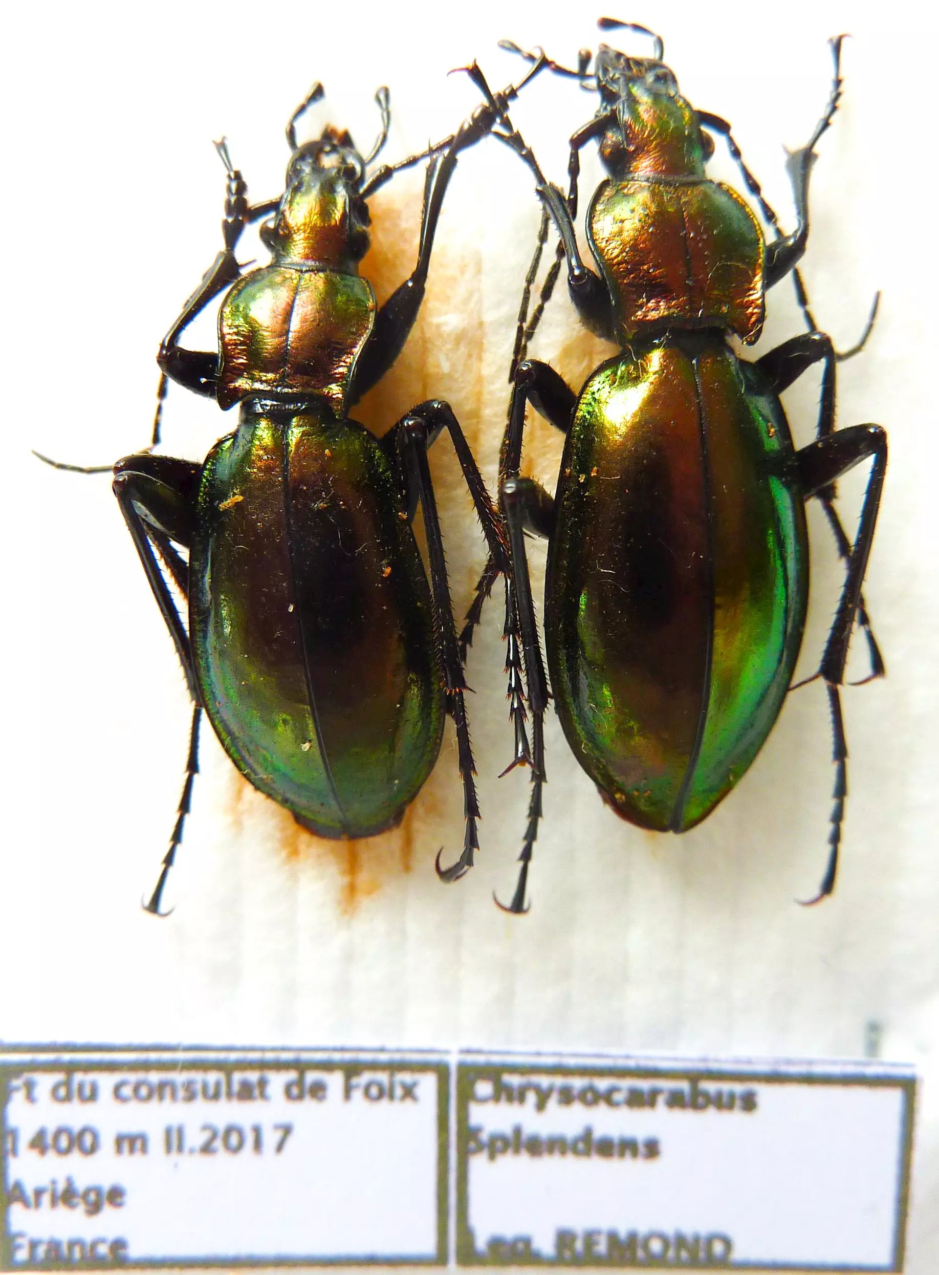 Carabus chrysocarabus splendens (pair A1) from FRANCE