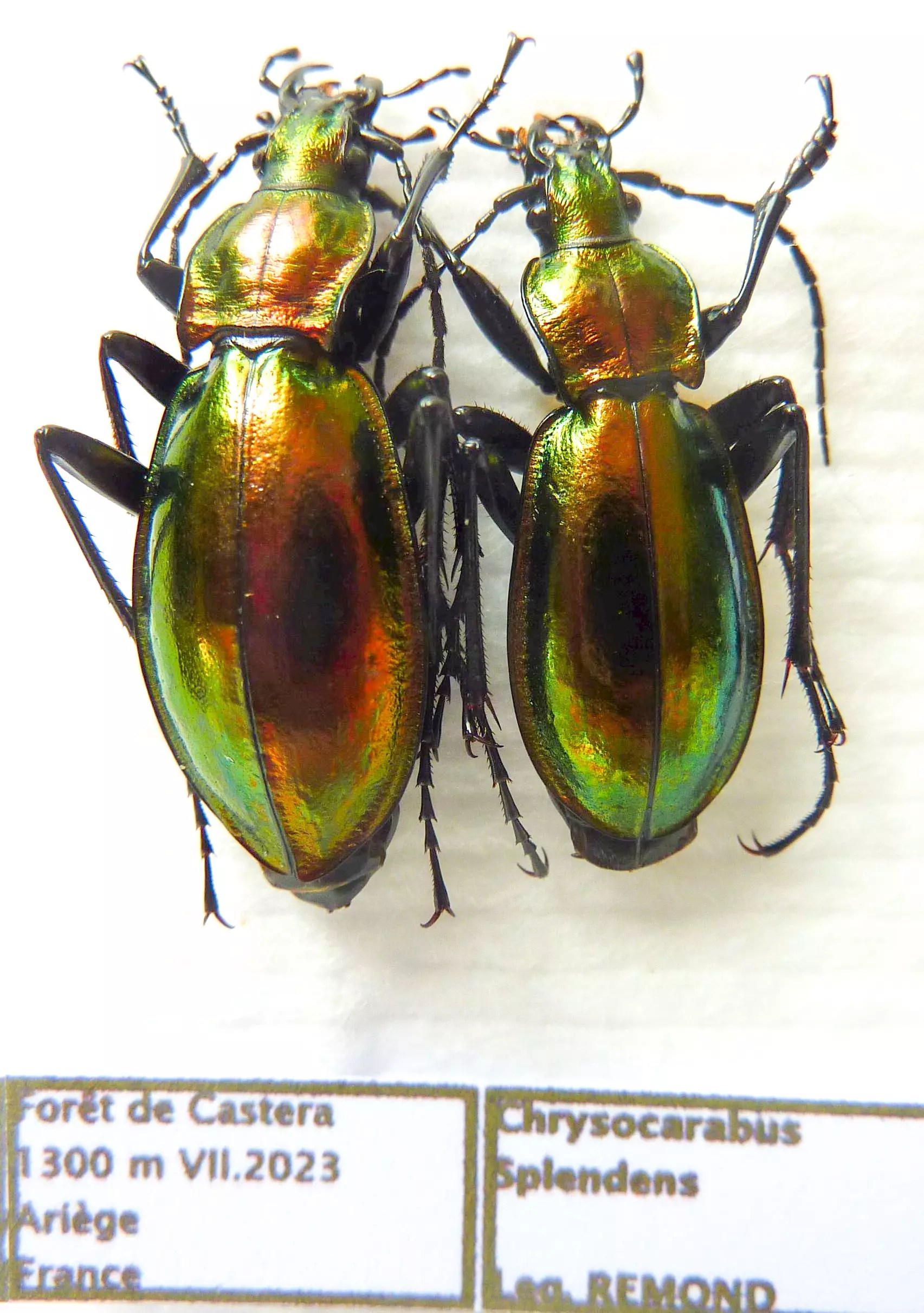 Carabus chrysocarabus splendens (pair A1) from FRANCE
