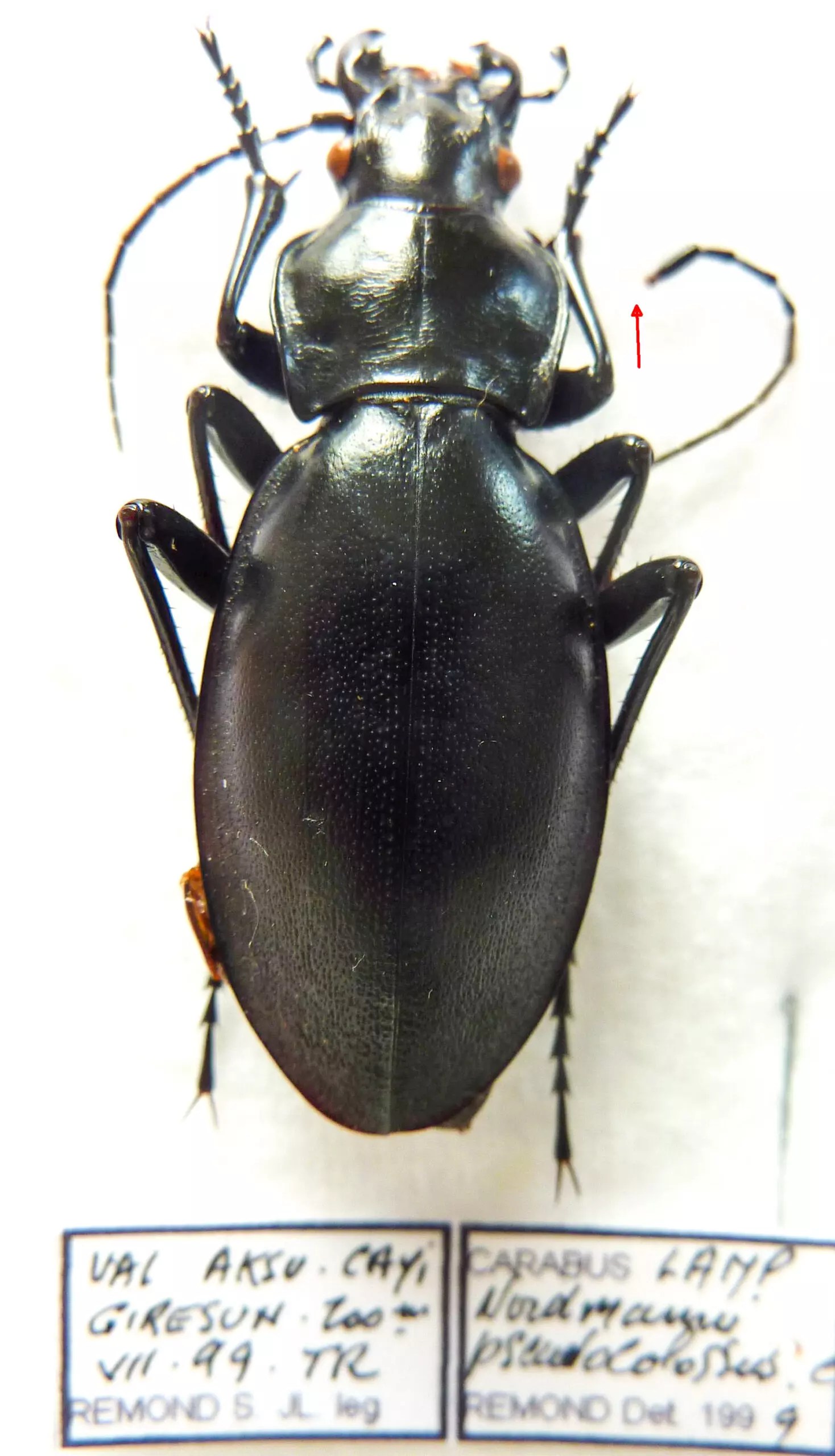 Carabus lamprostus robustus pseudocolossus (female A2) from TURKEY
