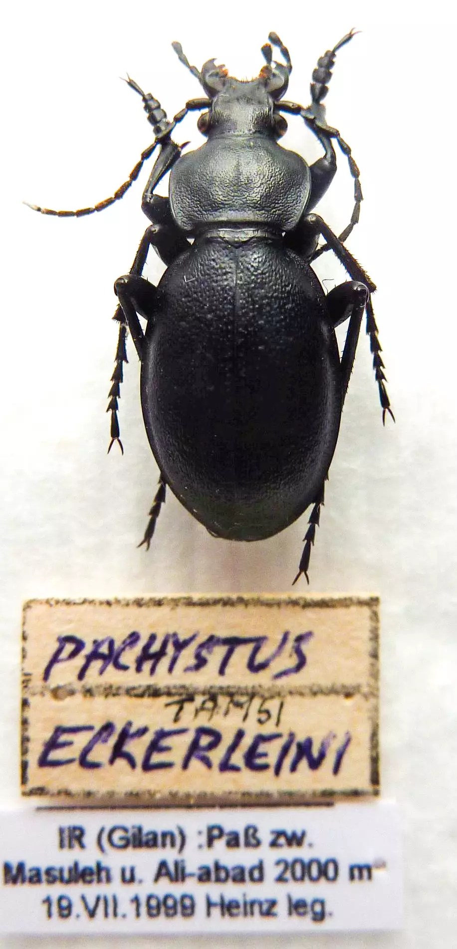 Carabus pachystus tamsi eckerleini (male A1)