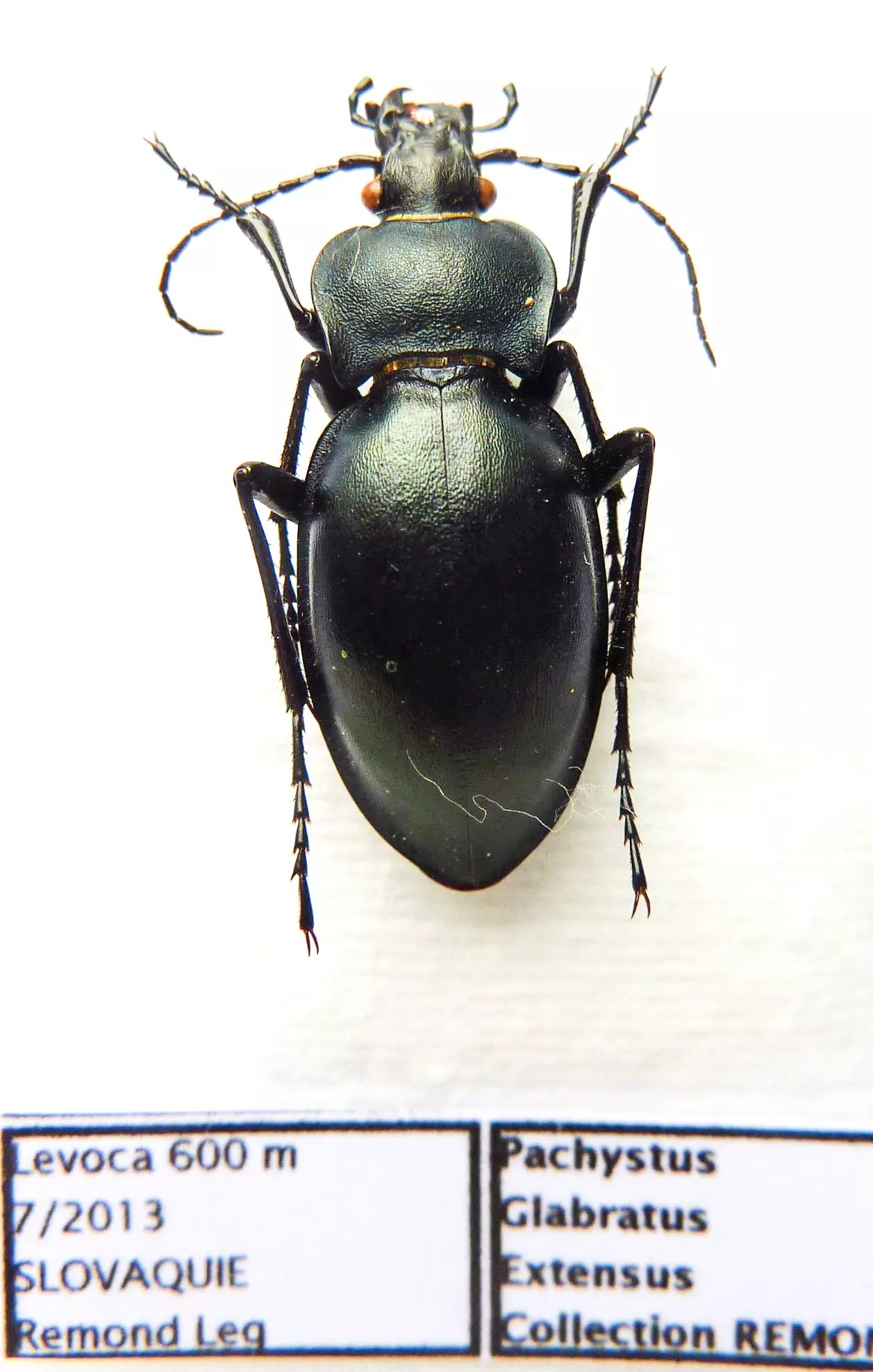 Carabus pachystus glabratus extensus (female A1) from SLOVAKIA