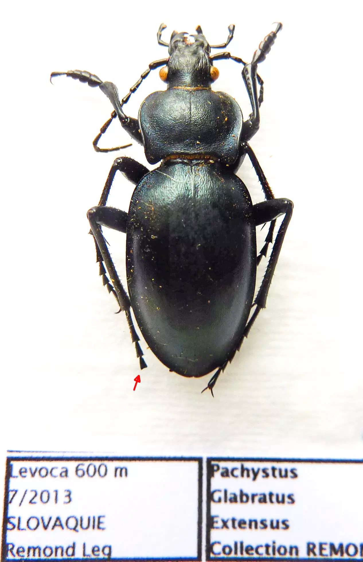 Carabus pachystus glabratus extensus (male A2) from SLOVAKIA