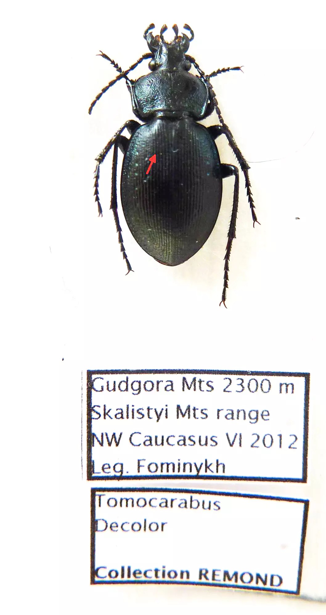 Carabus tomocarabus decolor (female A2) from RUSSIA
