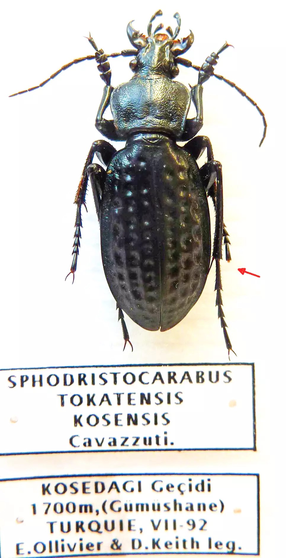 Carabus sphodristocarabus tokatensis kosensis (male A2) from TURKEY