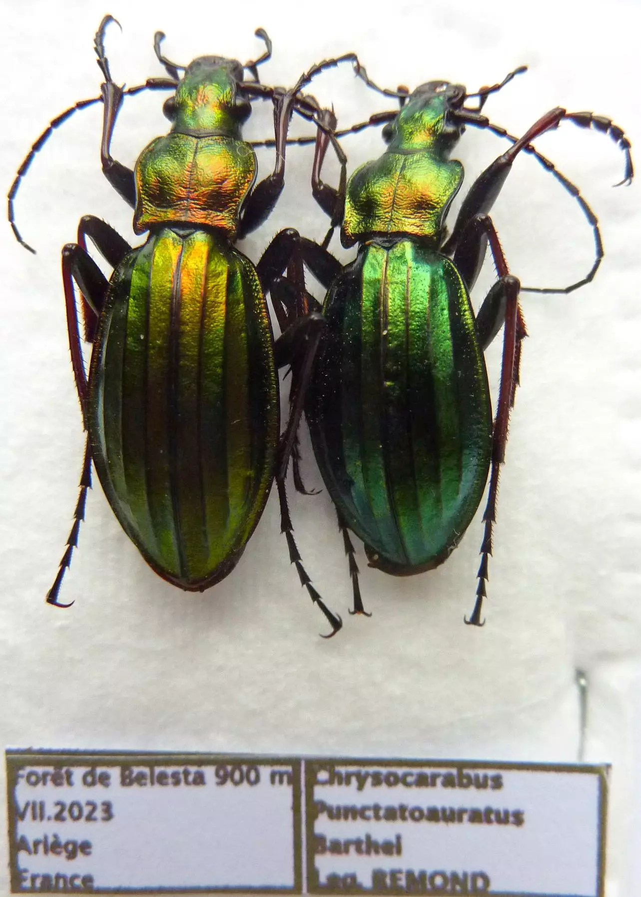 Carabus chrysocarabus punctatoauratus barthei (pair A1) from FRANCE