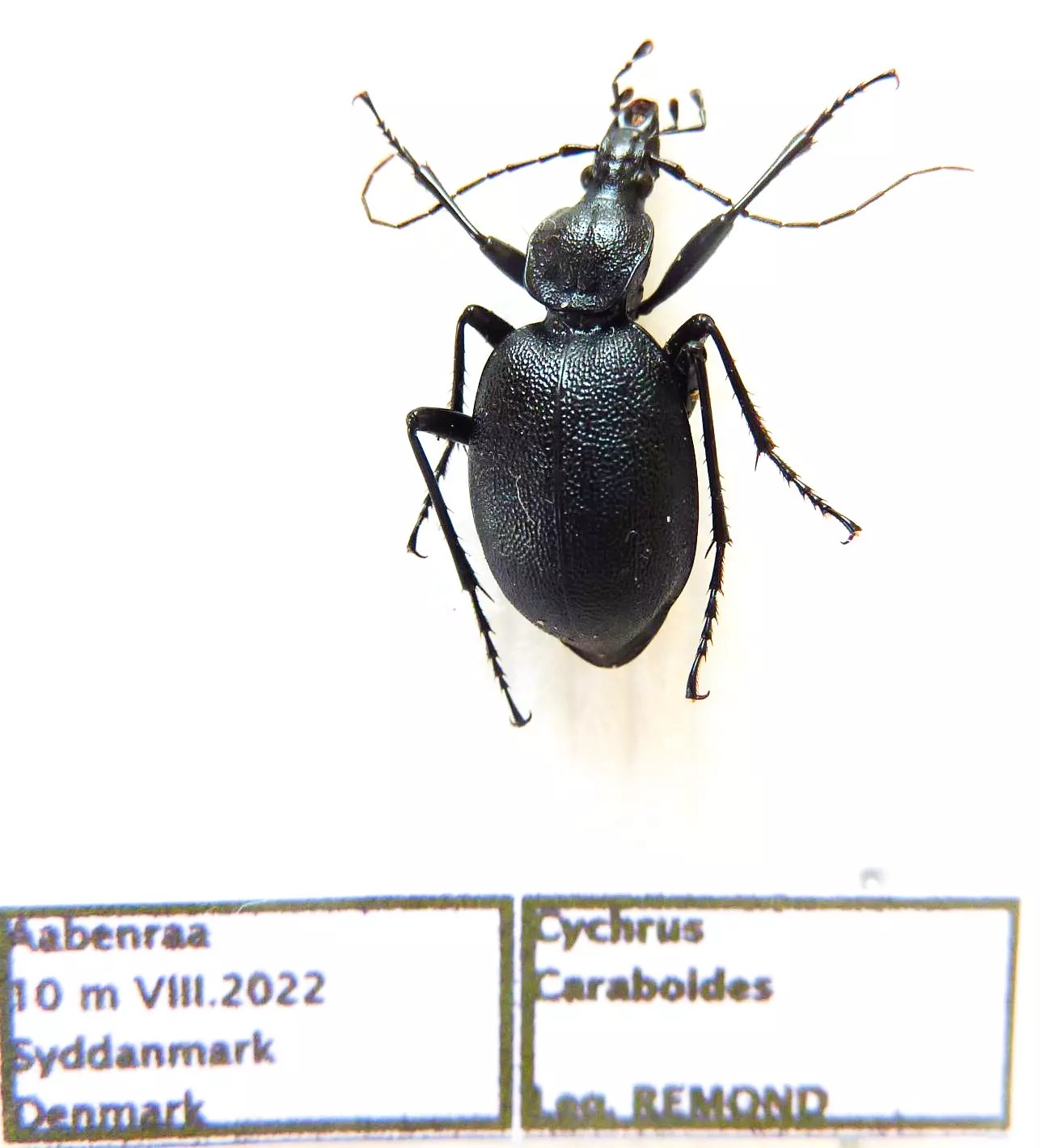 Cychrus caraboides (male A1) from DENMARK