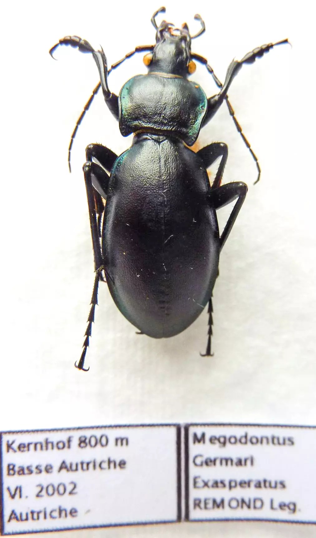 Carabus megodontus germari exasperatus (male A1) from AUSTRIA