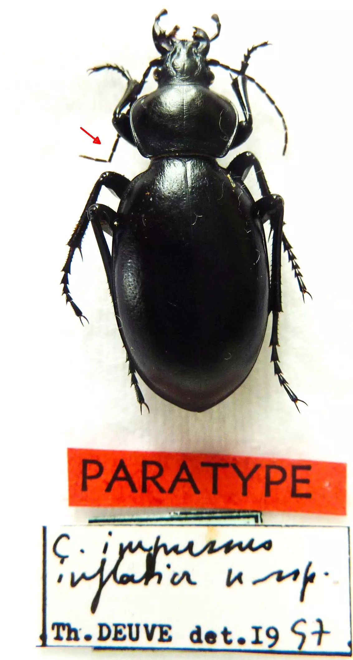 Carabus procrustes impressus inflatior PT (female A2)