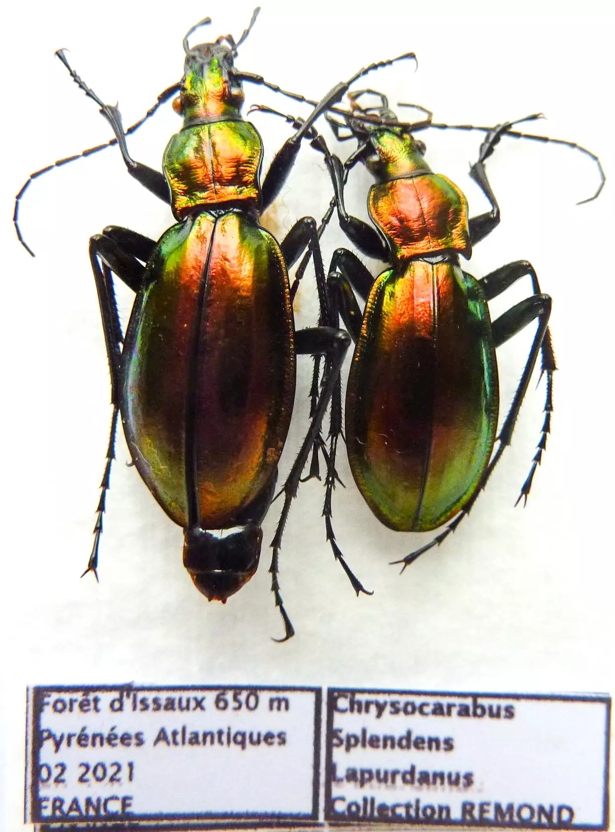 Carabus chrysocarabus splendens lapurdanus (pair A1) from FRANCE