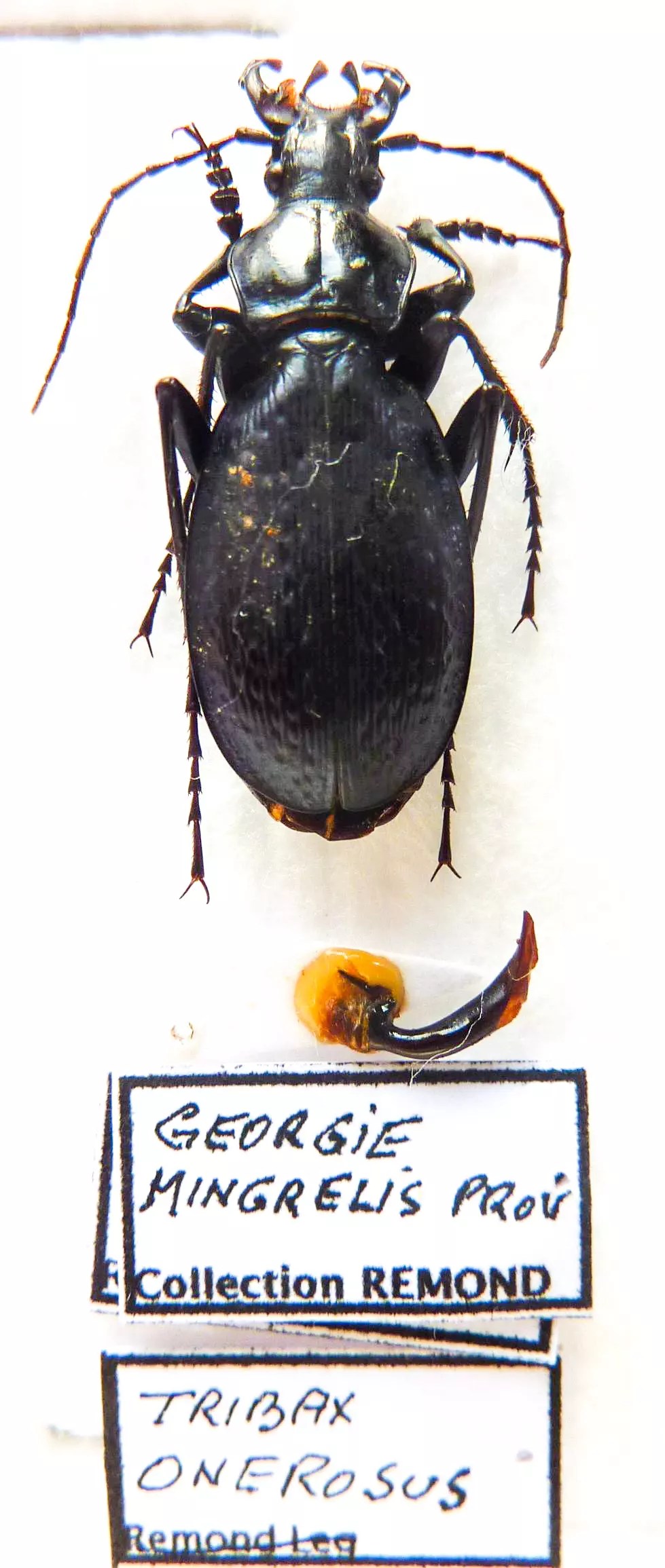 Carabus archiplectes kasbekianus onerosus (male A1) from ABKHAZIA