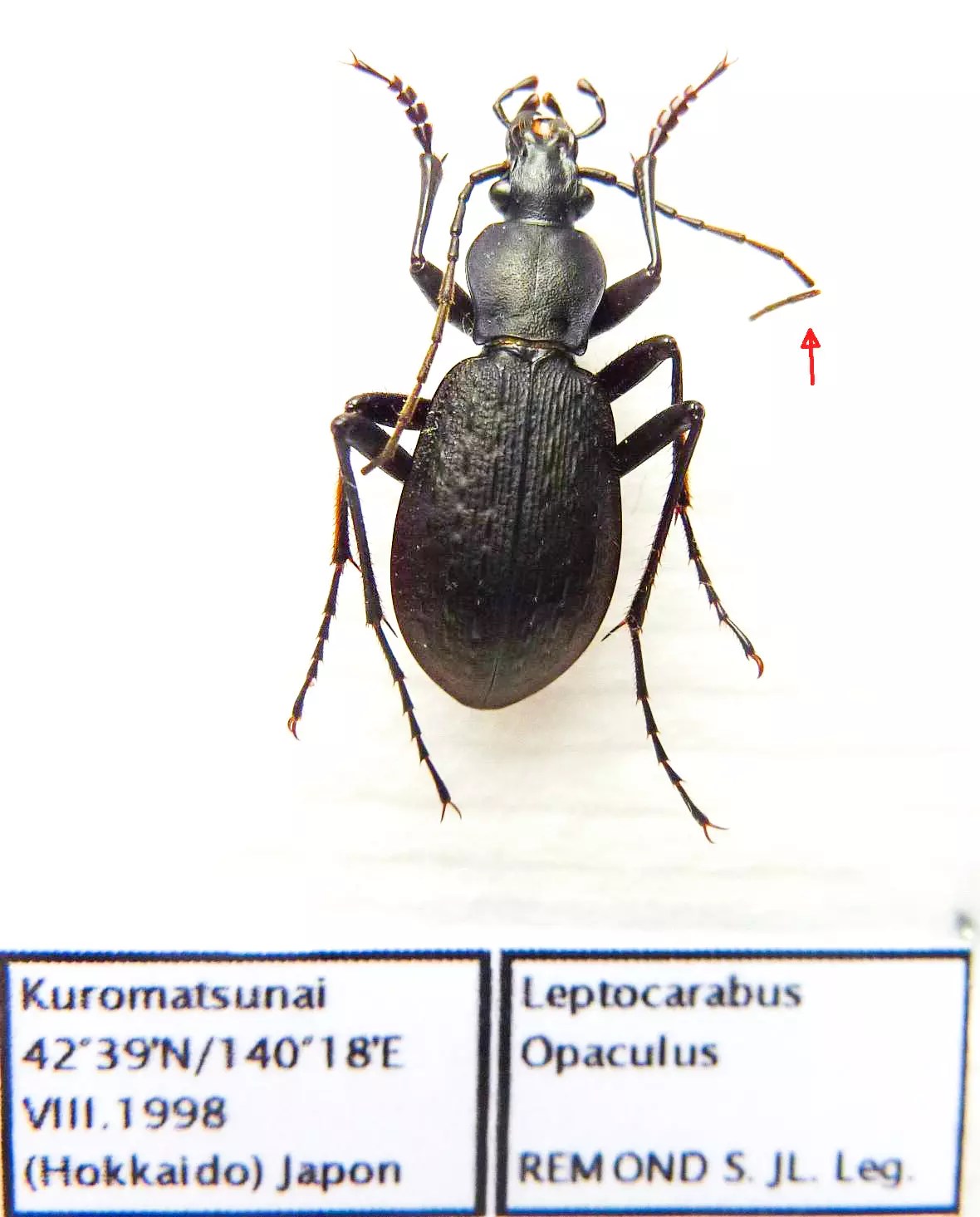 Carabus leptocarabus opaculus (male A2) from JAPAN