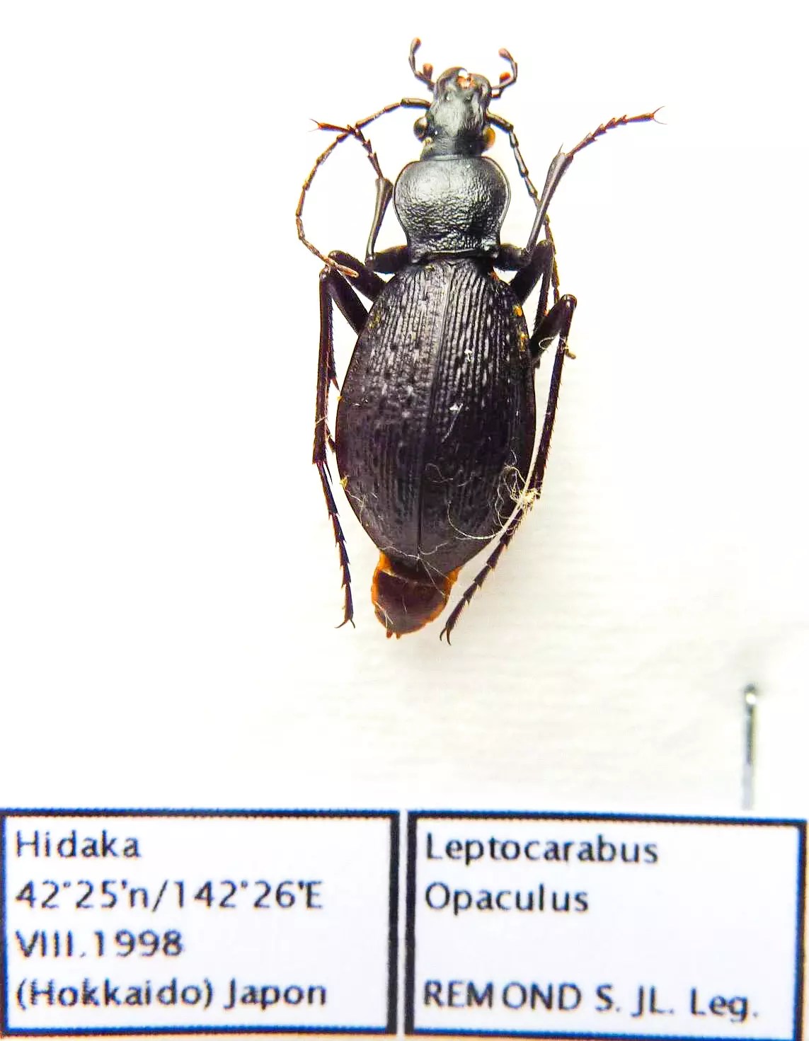 Carabus leptocarabus opaculus (female A1) from JAPAN