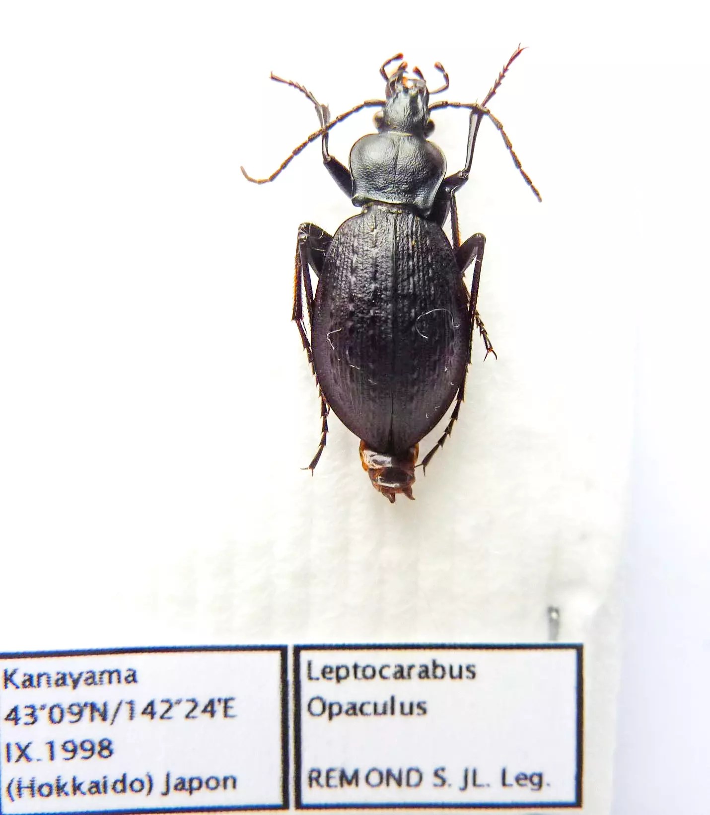 Carabus leptocarabus opaculus (female A1) from JAPAN